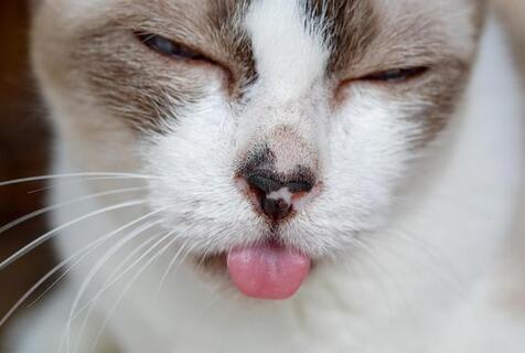 猫为什么要吃甲硝唑-图1