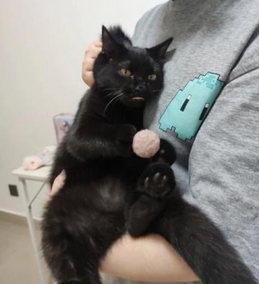 猫为什么吃自己脚趾啊-图1