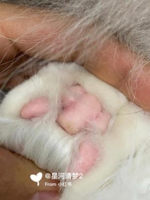 猫为什么吃自己脚趾啊-图2