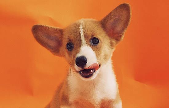 芬兰狐狸犬生存年限-图1