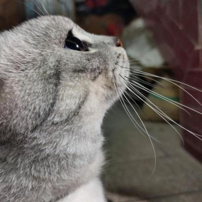 猫为什么仰头叫唤