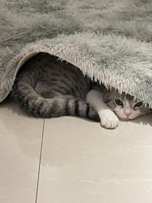 猫为什么钻地毯下面-图1