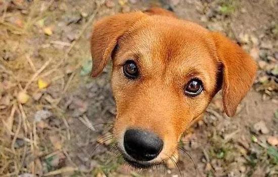 罗威纳犬攻击性强吗?-图1