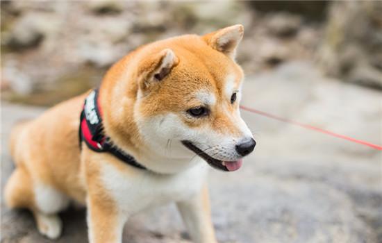 柴犬白手套为什么不好-图1