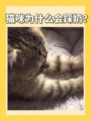 为什么猫咪开始踩奶了-图2