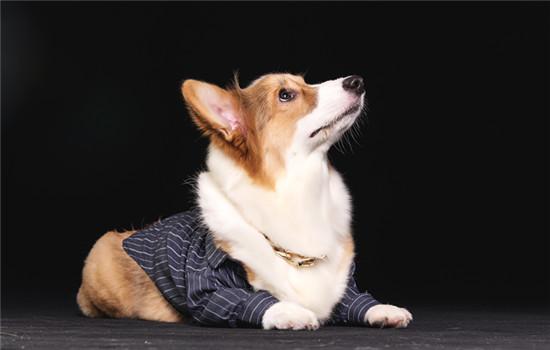 卡西莫多犬的起源与现状-1