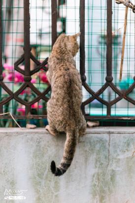 猫咪为何喜欢守候在阳台-1