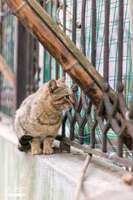 猫咪为何喜欢守候在阳台-2