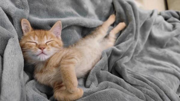 猫咪为什么多睡觉的原因