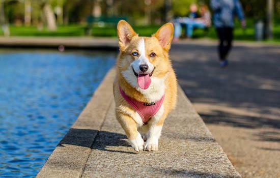 小柴犬多大尾巴才变-图1