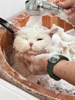 猫咪为什么洗澡都在门口呢
