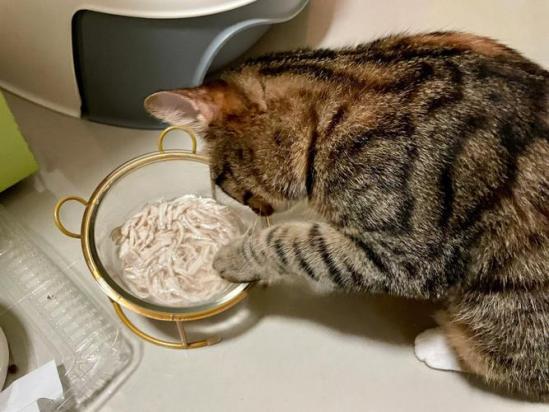 猫咪为什么吃饭就吐-图1