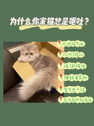 猫咪为什么吃饭就吐-图2