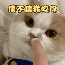 小猫咬人吸吮行为原因及解决方法-1