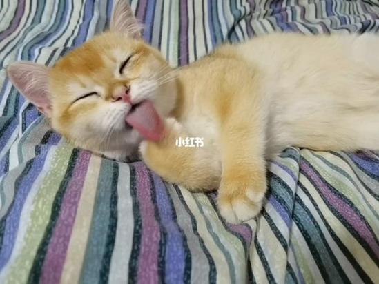 小猫咬人吸吮行为原因及解决方法-3