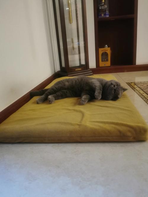 猫咪为什么拿垫子盖屎呢-图1