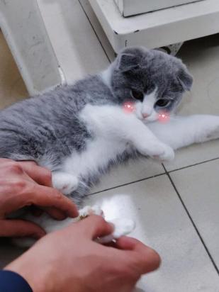 猫咪为什么拿垫子盖屎呢-图2