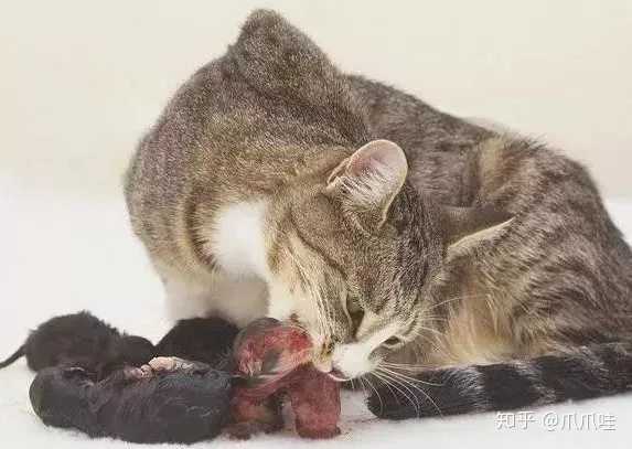 猫咪为什么会吃掉自己的孩子