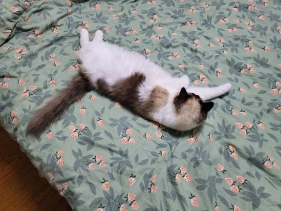 猫咪为什么老是打滚呢