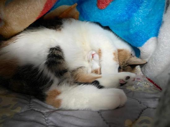 猫为什么不愿意在床上睡觉-图2