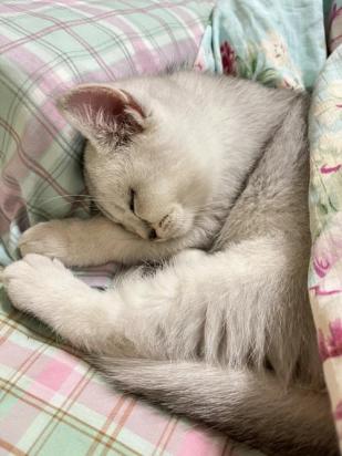 猫为什么不愿意在床上睡觉-图3