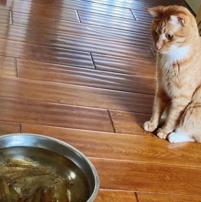 猫咪为什么最怕鱼刺和虾呢-图1