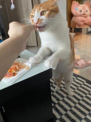 猫咪为什么最怕鱼刺和虾呢-图2