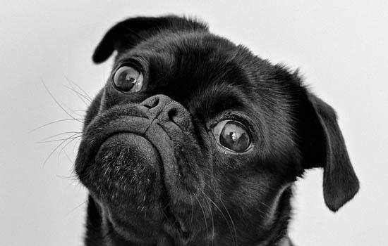 黑狼犬只认一个主人吗-图1