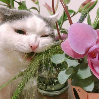 猫为什么喜欢啃花-图2
