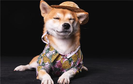 英国可卡犬怎么不叫-图1