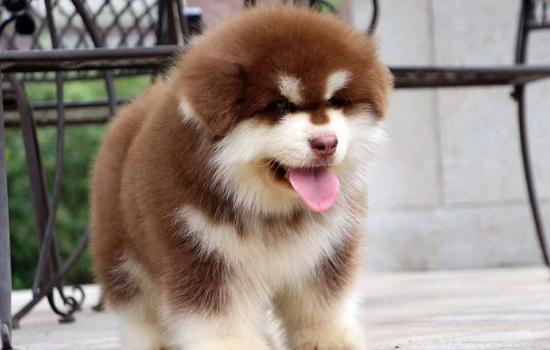 小型犬品种有哪些-图1