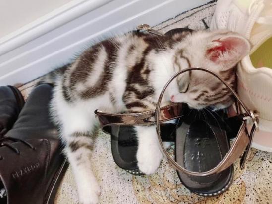 猫咪喜欢舔鞋底是怎么回事