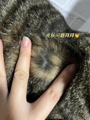 猫咪容易得湿疹的原因是什么-图2