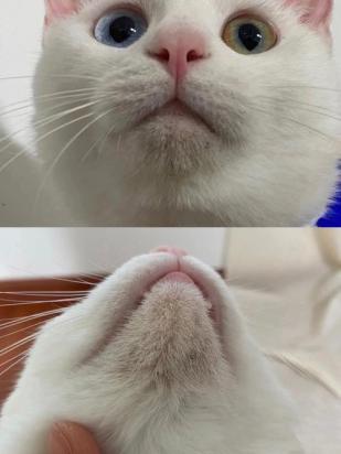 猫咪为什么黑下巴呢