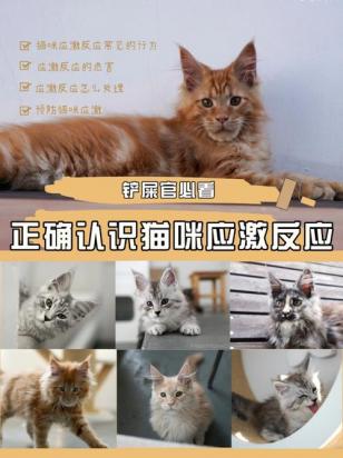 为什么猫咪有应激反应的表现-图2