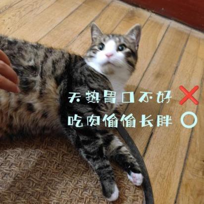 猫咪吃饭为什么吃不胖呢