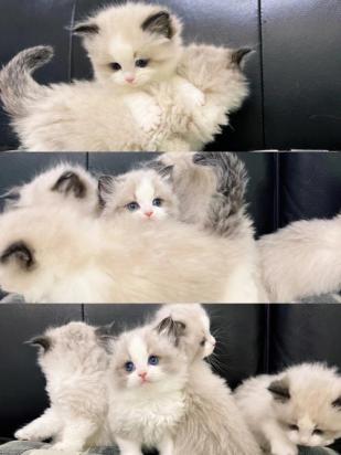 猫咪为什么要养娃娃