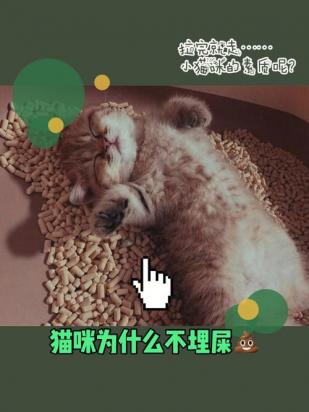 为什么猫咪从小不埋粑粑