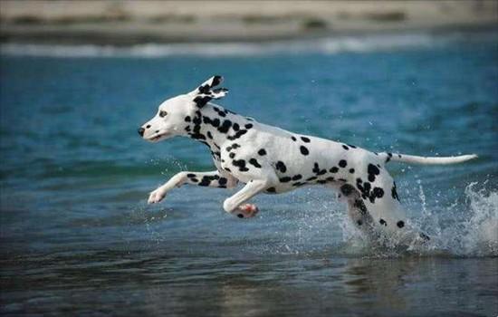 ​斑点狗是禁养犬吗-图1