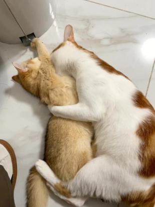 为什么吸猫猫咪会躲开
