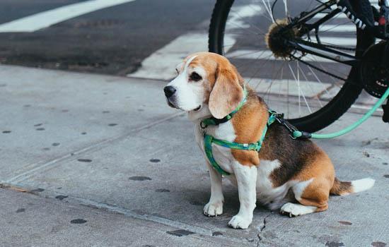 柴犬狐狸柴品相差吗-图1