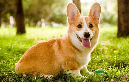 柯基算什么型的犬-图1