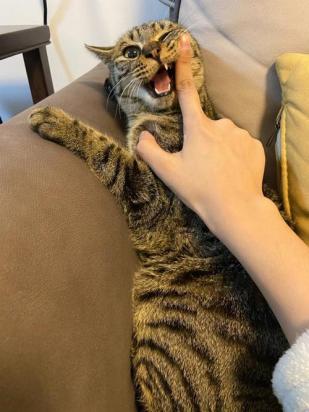 自家猫咪为什么咬人