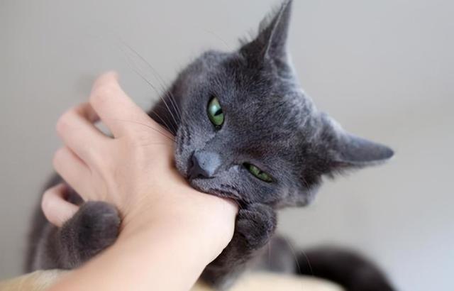 猫咪为什么攻击主人手机-图3