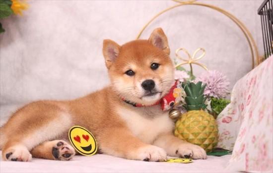 ​柴犬便宜和贵的差别-图1