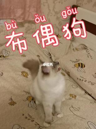 猫咪叫声与狗叫声差异-2