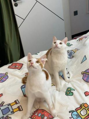 猫咪叫声与狗叫声差异-3