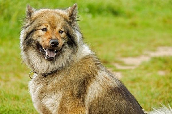 牧羊犬的特点和性格-图1