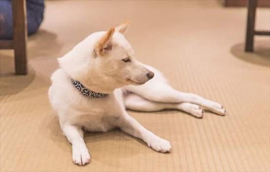 ​白色柴犬有什么缺陷吗-图1