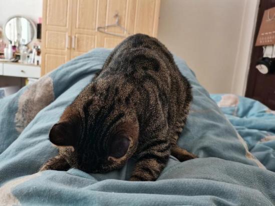 猫咪为什么害怕踩尾巴睡觉